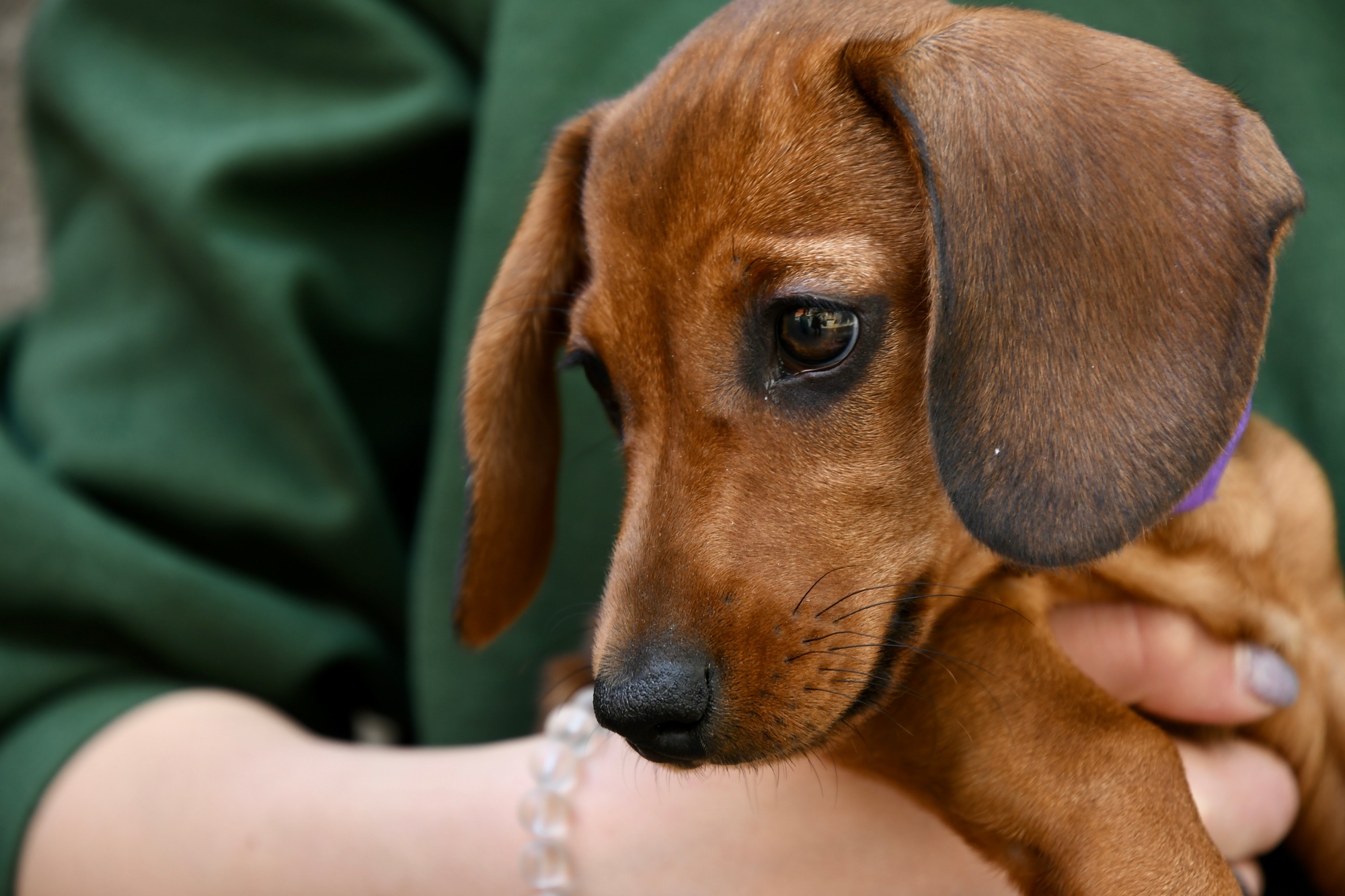 Cute puppy