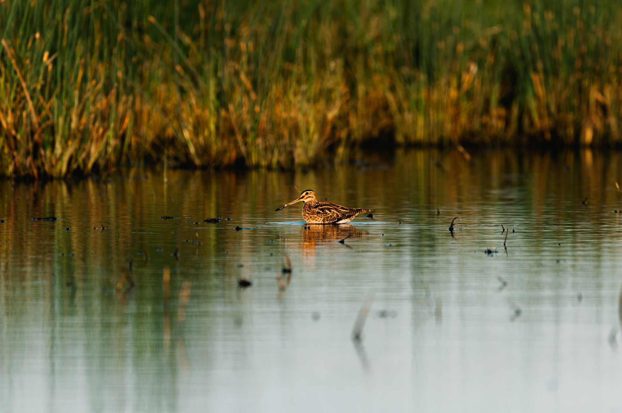 Eurasian woodcock