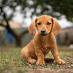 Portrait of a cute dachshund puppy sitting on the grass
