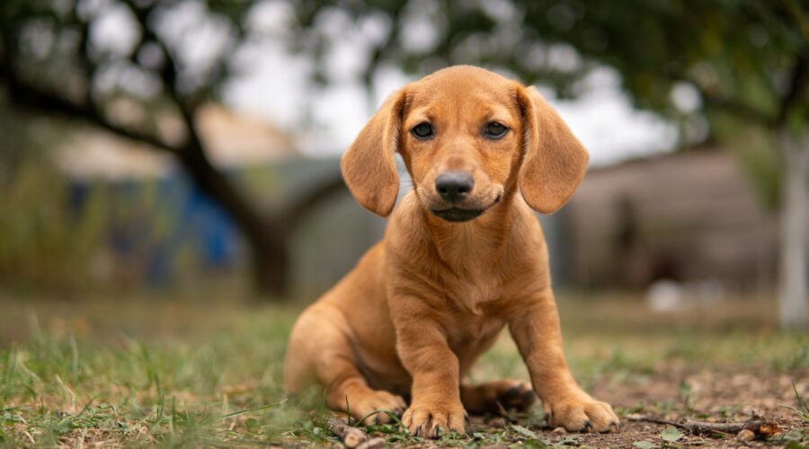 Portrait of a cute dachshund puppy sitting on the grass
