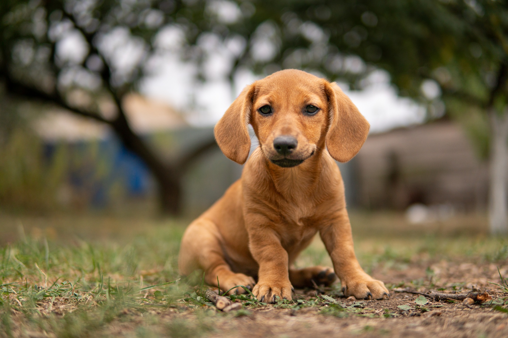 Portrait of a cute dachshund puppy sitting on the grass
