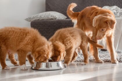 alimentation canine