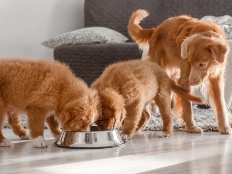 alimentation canine