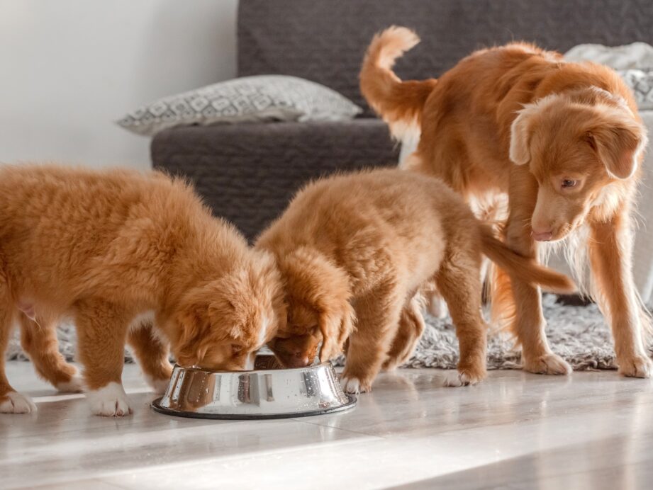 alimentation canine