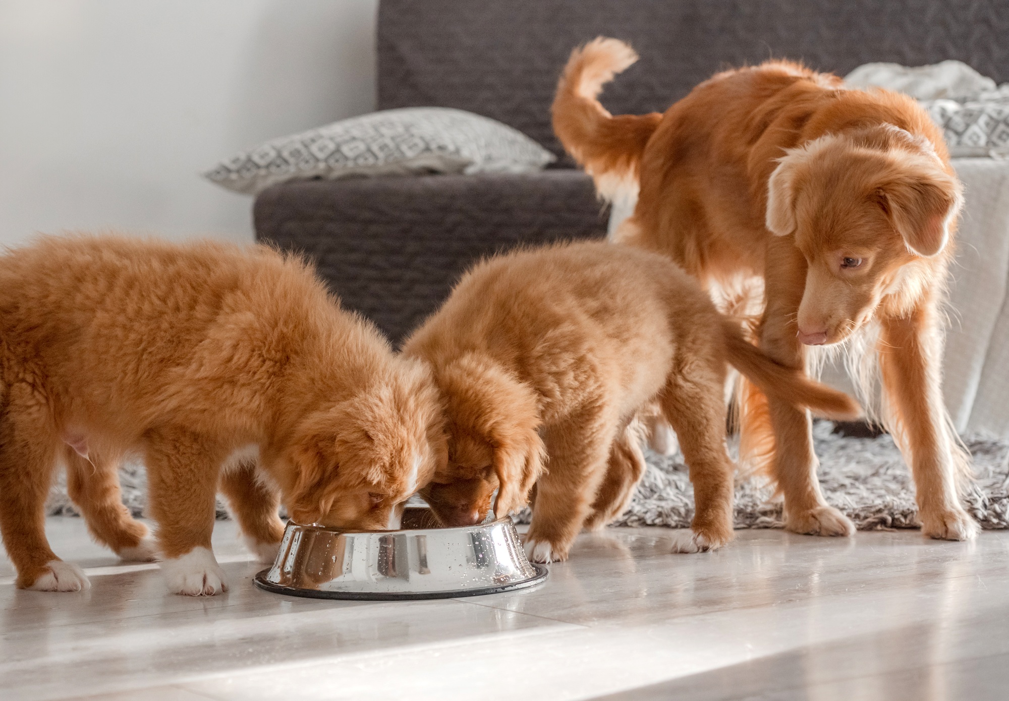 alimentation canine