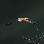 Woodcock soaring majestically near the twigs with a blurred background