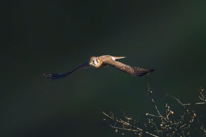 Woodcock soaring majestically near the twigs with a blurred background