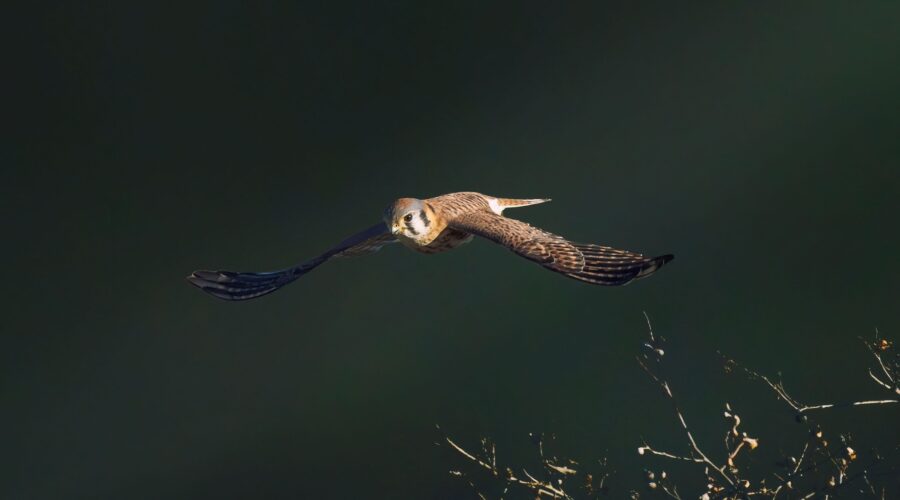 Woodcock soaring majestically near the twigs with a blurred background
