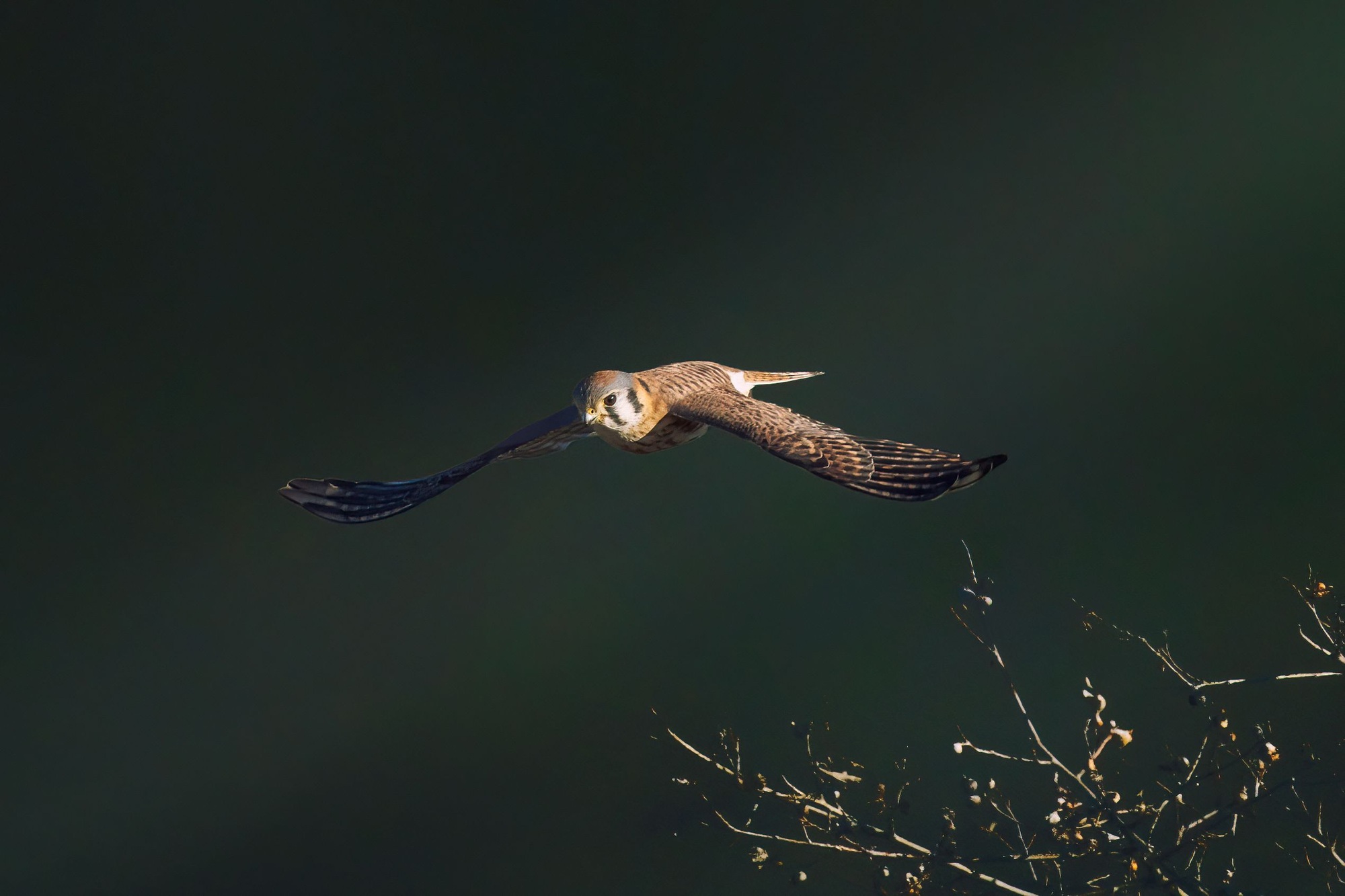 Woodcock soaring majestically near the twigs with a blurred background