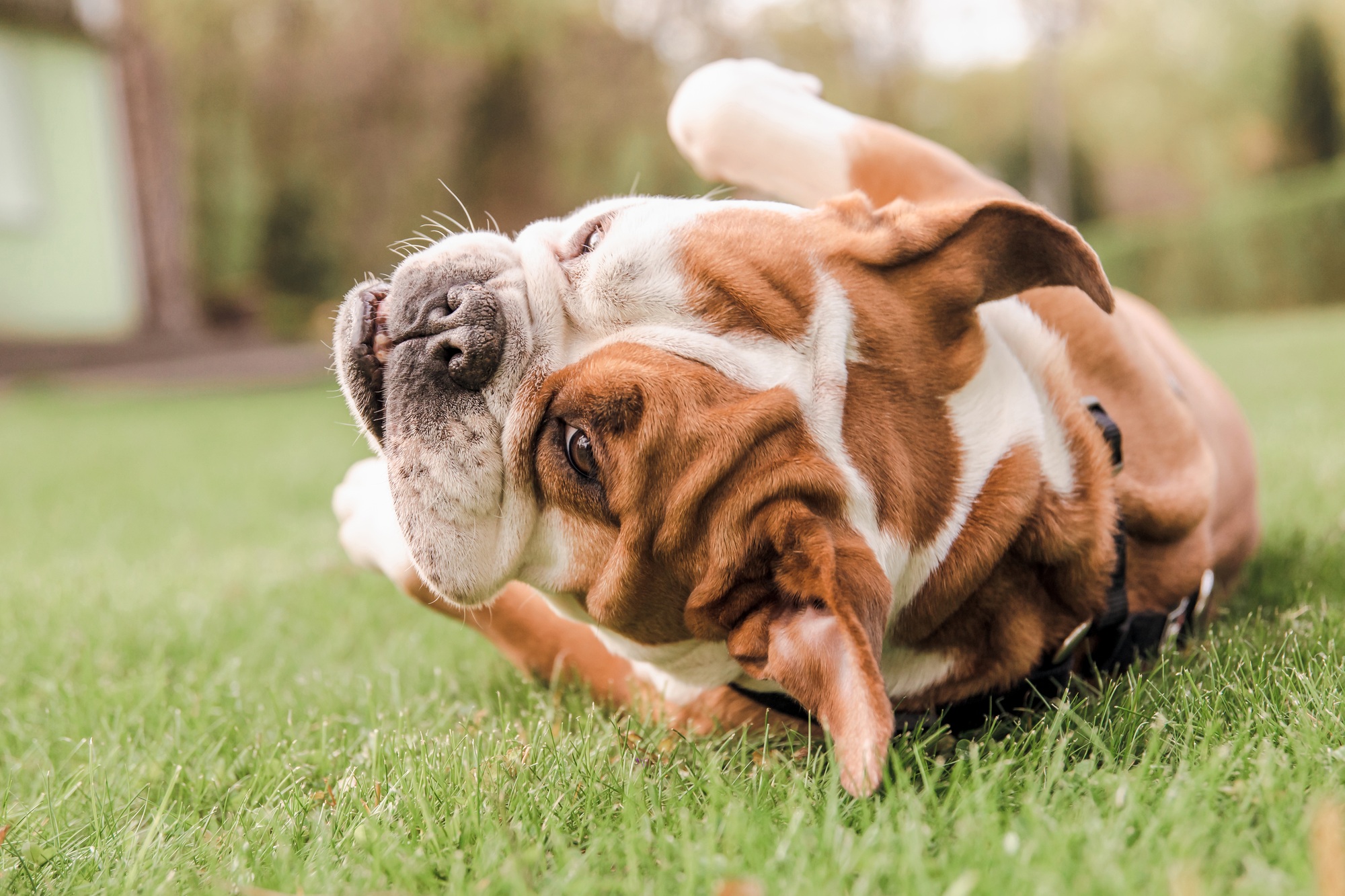 A bulldog rolling on its back on the grass