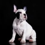 french bulldog on black background .