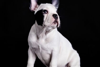french bulldog on black background .