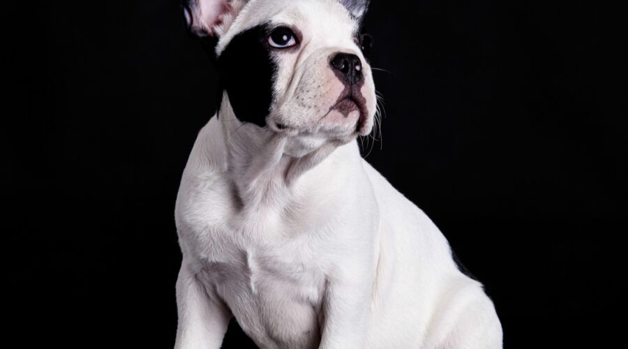 french bulldog on black background .