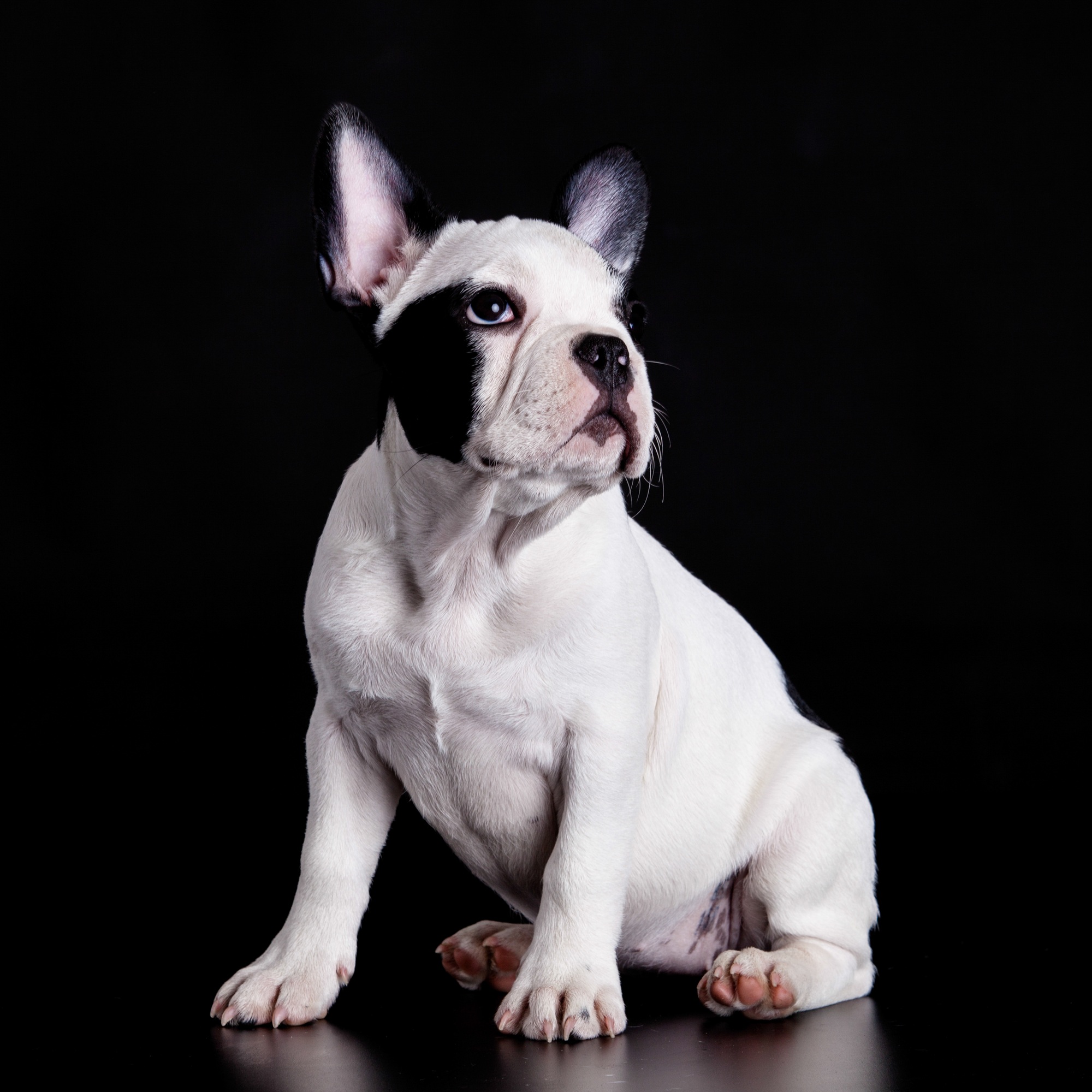 french bulldog on black background .