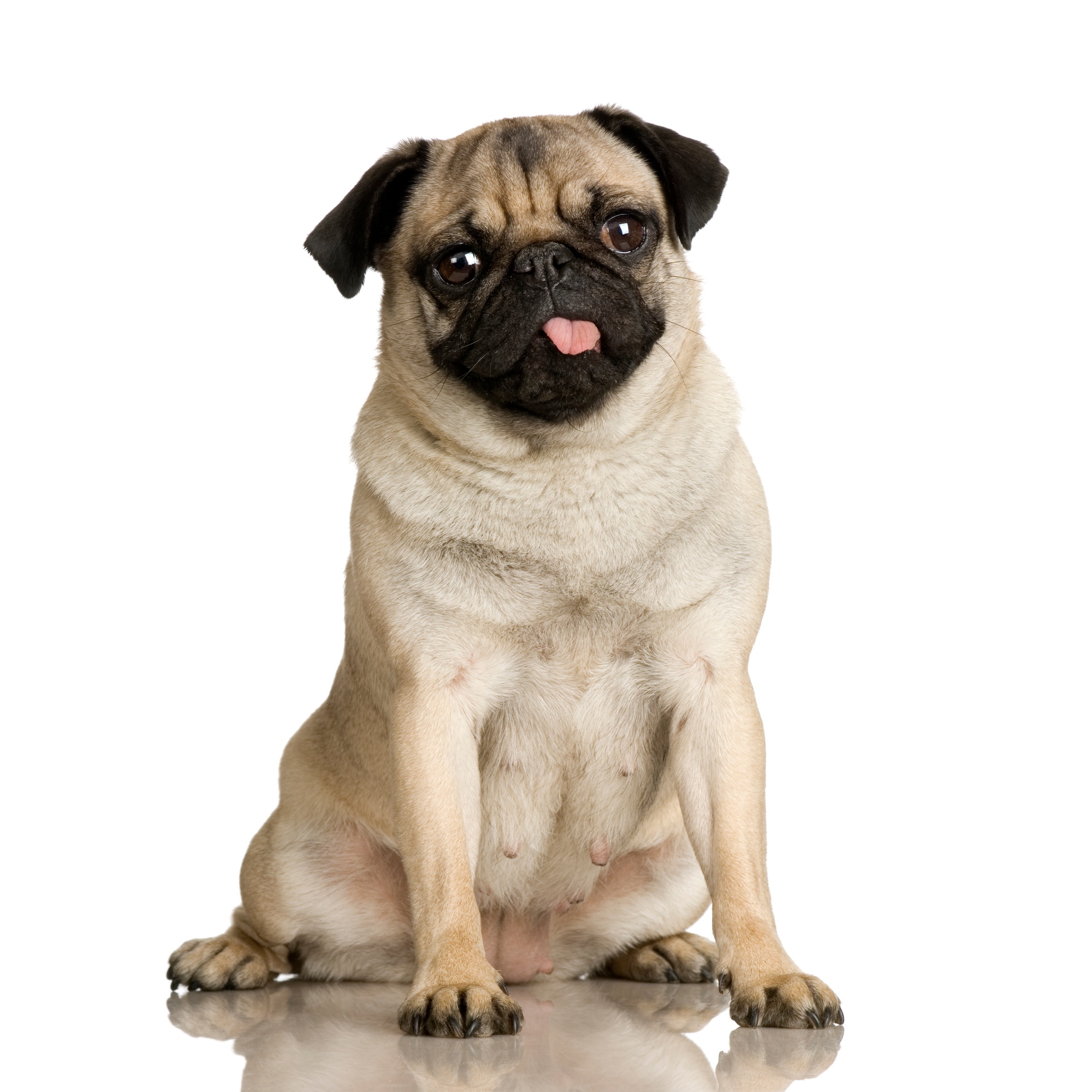 pug ( 2 years )
