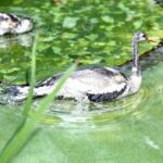 découvrez les meilleurs sites de locations de vacances à sisteron pour un séjour inoubliable. trouvez votre hébergement idéal grâce à notre guide complet et profitez pleinement de cette charmante destination.