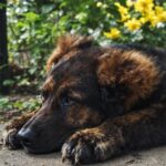 réservez les meilleures locations de vacances à eguisheim sur des sites fiables et profitez d'un séjour mémorable au cœur d'une des plus belles destinations d'alsace.