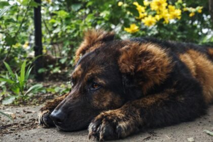 réservez les meilleures locations de vacances à eguisheim sur des sites fiables et profitez d'un séjour mémorable au cœur d'une des plus belles destinations d'alsace.