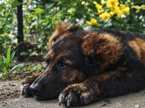 réservez les meilleures locations de vacances à eguisheim sur des sites fiables et profitez d'un séjour mémorable au cœur d'une des plus belles destinations d'alsace.