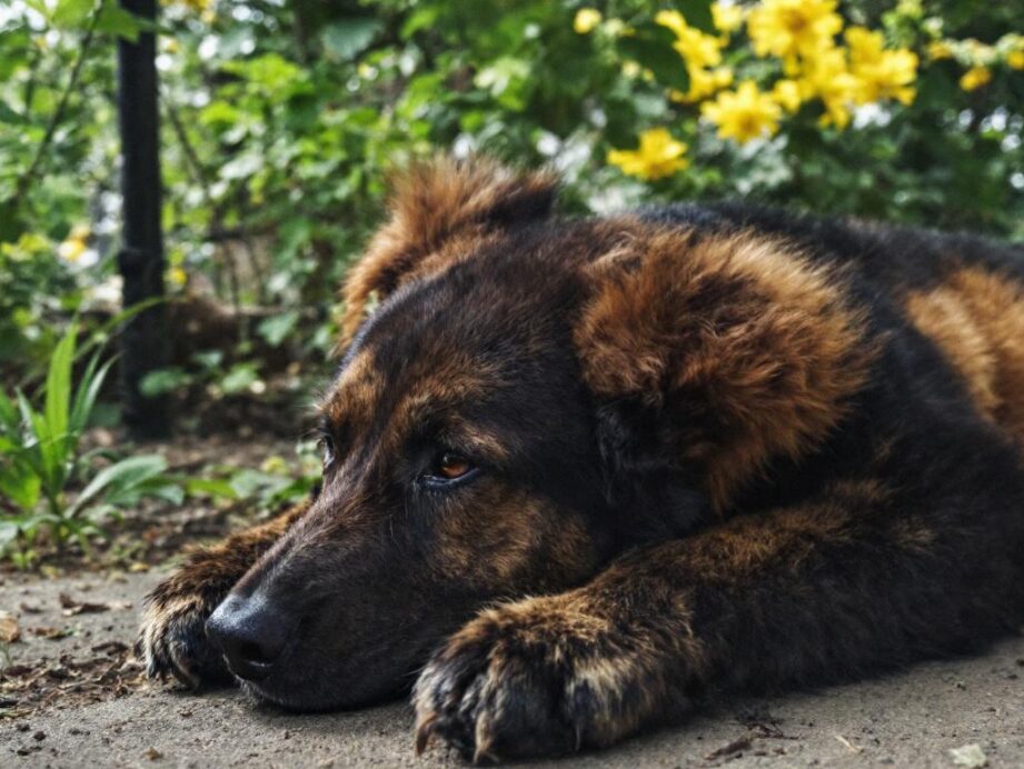 réservez les meilleures locations de vacances à eguisheim sur des sites fiables et profitez d'un séjour mémorable au cœur d'une des plus belles destinations d'alsace.