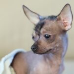 chien moche sans poil