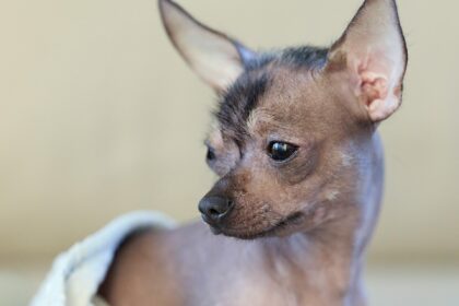 chien moche sans poil