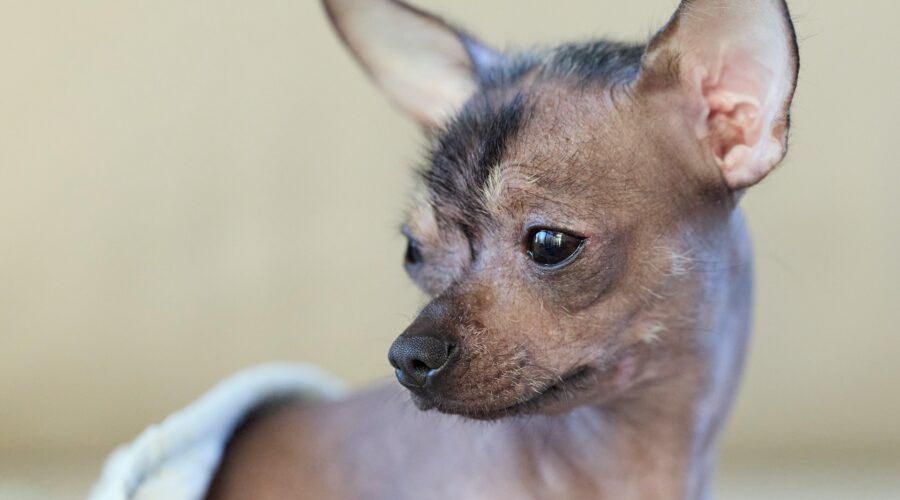 chien moche sans poil