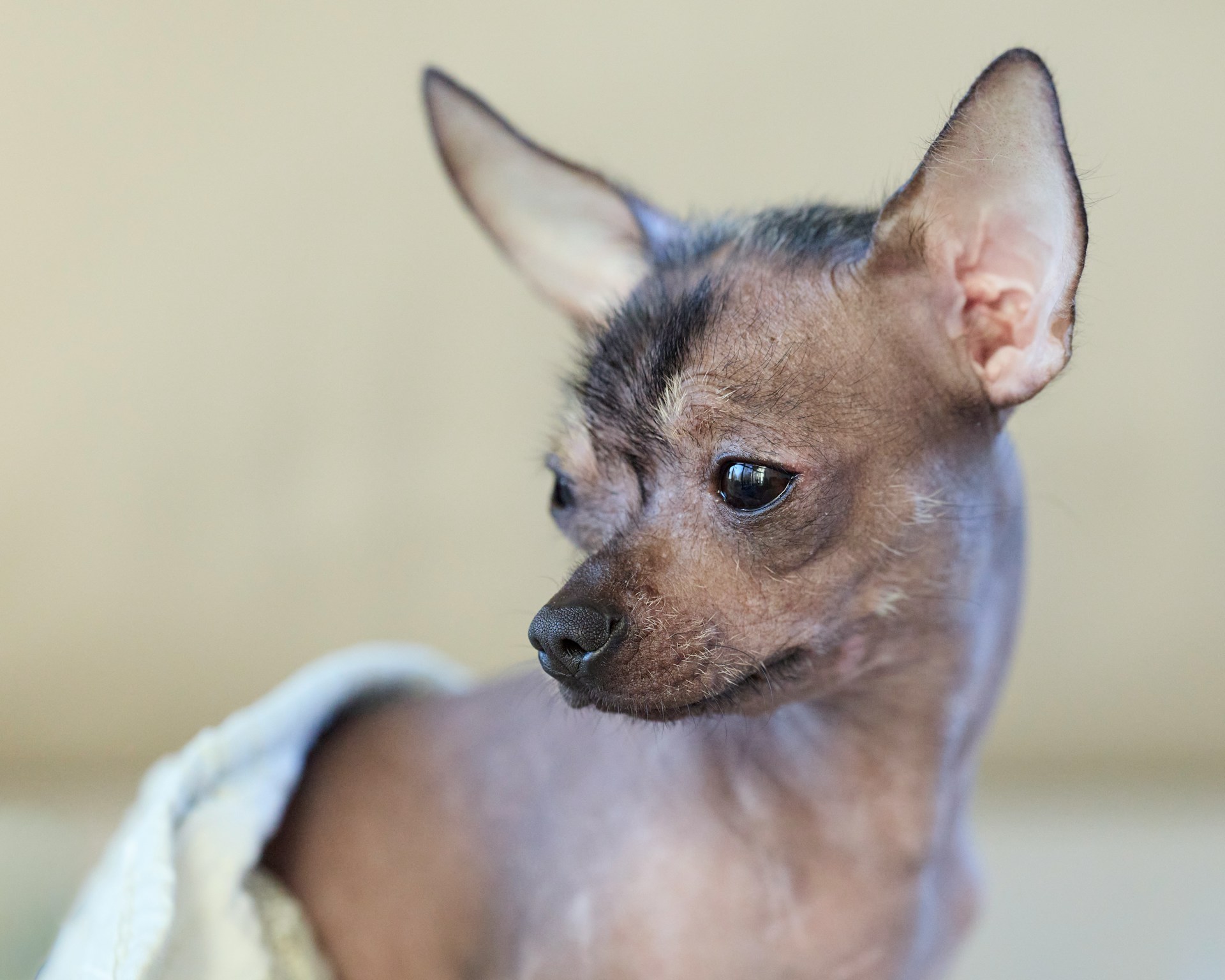 chien moche sans poil