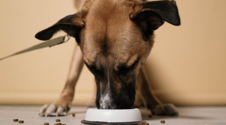 meilleure digestion chien